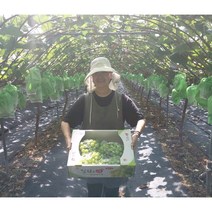 김천 샤인머스켓 고당도 20Brix, 1개, 2kg, 선물용