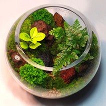 이끼테라리움 작은숲 만들기 세트 diy (대), 1세트