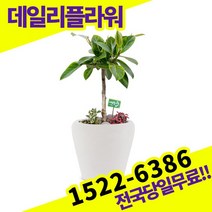 뱅갈고무나무 개업축하화분배달 개업식 개업선물 식당 카페 개원 집들이 승진 취임 부임 영전 전국당일 실내관엽식물 배송