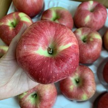 껍질째먹는 햇사과 경북 청송 안동 산지직송 선물용 꿀사과, 1개, 사과 꼬마 2kg(14~16과)