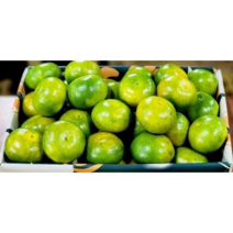 제주 선과장 직송 노지감귤 3kg 5kg 9kg 제주농장, 로얄과