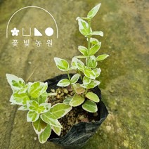 은테줄사철 3치포트 덩굴식물 모종, 단품