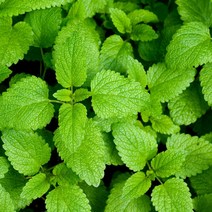 레몬밤 허브 포트묘 12개 묶음 (두루두루 쓸모가 많은 약용허브) HB10