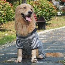 애완용강아지옷 미드 개 가을 사모브라도 겨울 거귀함 대형 보더 콜리 애완동물 펫 푸들 타입 골드 복장 1849512812, XXL 등 길이 60 가슴둘레 78C, 블랙