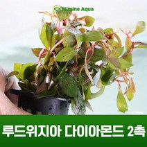 초보 수초 키우기 루드위지아 다이아몬드 2촉, 단품
