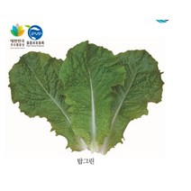 상추종자/코팅상추/청치마 탑그린상추/코팅 팰렛1만립 1봉