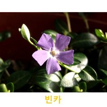 초화식물/야생화 빈카 화분모종 4개(L0065)
