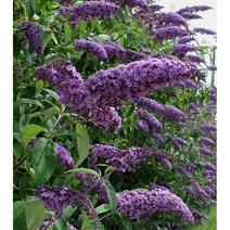 붓들레아 보라 8cm포트묘 (3개)노지월동다년초 케이야생화