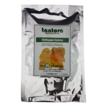 탄토라 알몬드잎 XL, 23g, 1개
