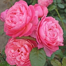 목하원예조경 장미나무 묘목 독일 사계정원장미 (플로라콜로니아) 개화주, 1개