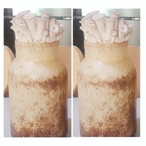 느타리 버섯 배지 키트 1+1 키우기 재배 버섯 기르기 종균 배양 분양 무농약 친환경 농장 어린이집 학교 놀이방 유치원 학생 실습 자연 체험 학습 가정 파지 참나무톱밥 20+1