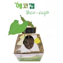 강낭콩기르기