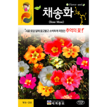 채송화 씨앗 2000립 / 꽃씨 키우기 화단가꾸기