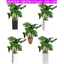 없음 [반값화분] MAIN-대형몬스테라110 직접배송 축하화분 개업화분 거실화분 카페화분 인테리어화분 아레카야자 극락조 알로카시아 파키라 고무나무, 원통블랙