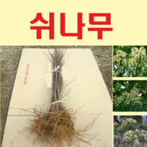 (G소망)쉬나무 묘목 실생2년 5그루
