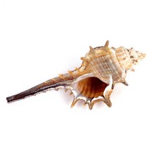 가시 달팽이 소라 - 조개껍질 소라장식품, 1개