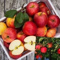 이지리치 고당도 고랭지 부사 못난이사과 10KG 36-40과 부사사과10KG 못난이사과10KG