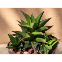 오층탑-1221 하월시아 식물테리어 아프리카농장, 1개