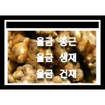 울금종근 4k 울금모종 울금씨앗재배