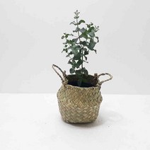 유칼립투스 키우기 실내 화초 쉬운 식물 효능 집에서 키우는