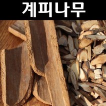 계피(시나몬) 나무 묘목 실생3년 포트1개/특용수 약용수, 1개