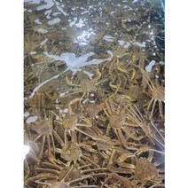 이바다수산 속초 홍게 박달 자숙 대게 스토우크랩 1KG 2KG 3KG, 러시아 박달대게 2KG(2미), 1개