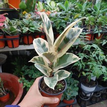 수채화고무나무(최상급 공기정화식물), 1개