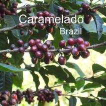 [위트러스트] 브라질 카라멜라도 200g Brazil 스페셜티 커피, 홀빈