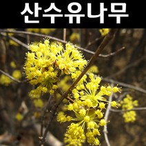 산수유 실생2년(특) 뿌리 5개/나무 묘목/활엽수/정원용