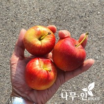 [나무인] 미니사과나무(루비에스) 묘목2그루