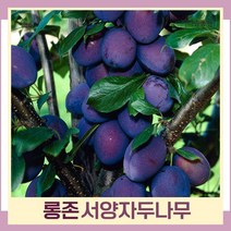 자두나무 묘목 서양자두 푸룬 롱존 접목1년생 뿌리묘 3개