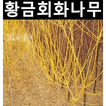 황금회화나무 접목1년 포트 1개/나무 묘목/활엽수/정원용