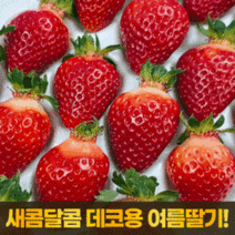 여름딸기 생딸기 고랭지 산지직송 일반 못난이 (택1), 여름딸기 15~36과 2박스