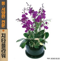 치타플라워 서양란 만천홍 승진 이사 개업 축하 화분 [CT08sn-02] 전국 당일 배송 꽃 꽃배달 서양난