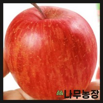 (나무농장) 사과나무 후지오토매 접목1년 묘목