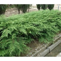 조경/상록수 시베리아 눈측백 삽목 2년 포트 나무, 시베리아 눈측백 폭50~60cm _ 2주