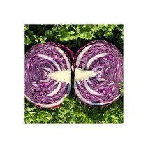 제주 적양배추 10kg 5~8개 적채 빨간양배추 113314, 제주 적양배추 10kg (5 8개) 적