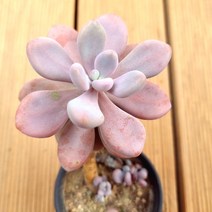 아메치스 목대 살구 물들은 다육 식물 랜덤발송1-40, 단품