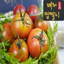 [최상등급] 대저농협인증 부산 대저 짭짤이 토마토 진품 2.5kg 5kg, 1박스, 짭짤이토마토2.5kg 대과 (주스용) (1번~2번)