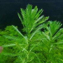 수초 물채송화(앵무새깃) 3촉