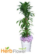 2m대형화분 개업화분 행운목 금전수 황금죽 축하화분 전국당일꽃배달, 1개, A-04 행운목