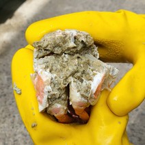 포항 구룡포 홍게 100% 선주 산지 직송 품질과 수율 확실 보장, 2KG, 일반홍게 6-8마리