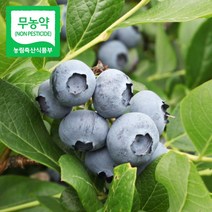 국산 무농약 생 블루베리 당일수확 냉동 산지직송, 1박스, 블루베리(냉동) 왕품 2kg