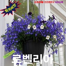 (희귀꽃씨) 헹거로최고 로벨리아 코발트블루 25립