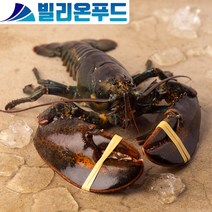 활 랍스터 800~900g Live Lobster
