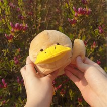 오리 너구리 모양 필통 연필 보관 수납함 고등학생 중학생 인형 필통