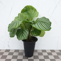 도희씨네 정원>> 초록이 스트라이프 오르비폴리아 150″ class=”wr-img”></a></div></div></div></div><div class=
