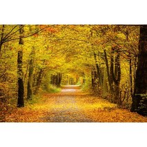 가을 분위기 소품 장식 인테리어 단풍나무 숲 사진 배경 자연 풍경 떨어지는 나뭇잎 창 강 스튜디오, 180.Vinyl 250x180cm - NBK43343