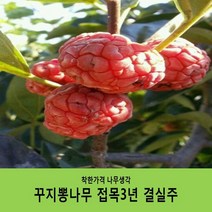 착한가격 나무생각 꾸지뽕나무H1.0~1.2(1m~1.2m)/접목3년*결실주