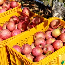 [산지직송] 경북 의성 사과 3kg(16~20과내외), 단품